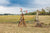 6.5 Ft. Char-Log Windmill - Windmill
